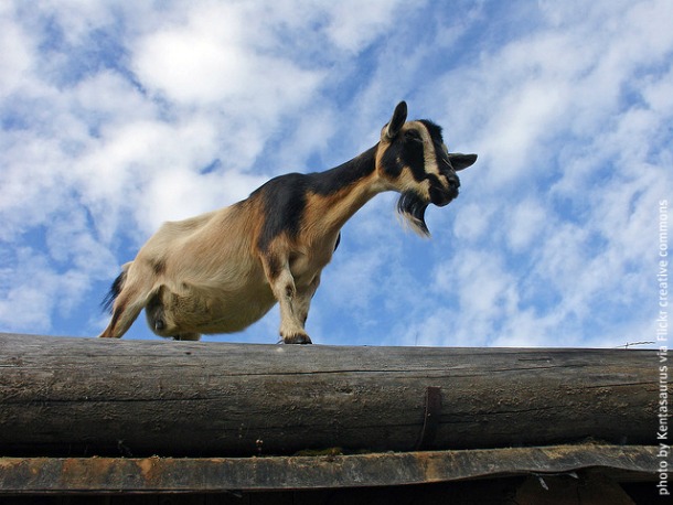 Goat on Coombs Market roof by Kentrosaurus
